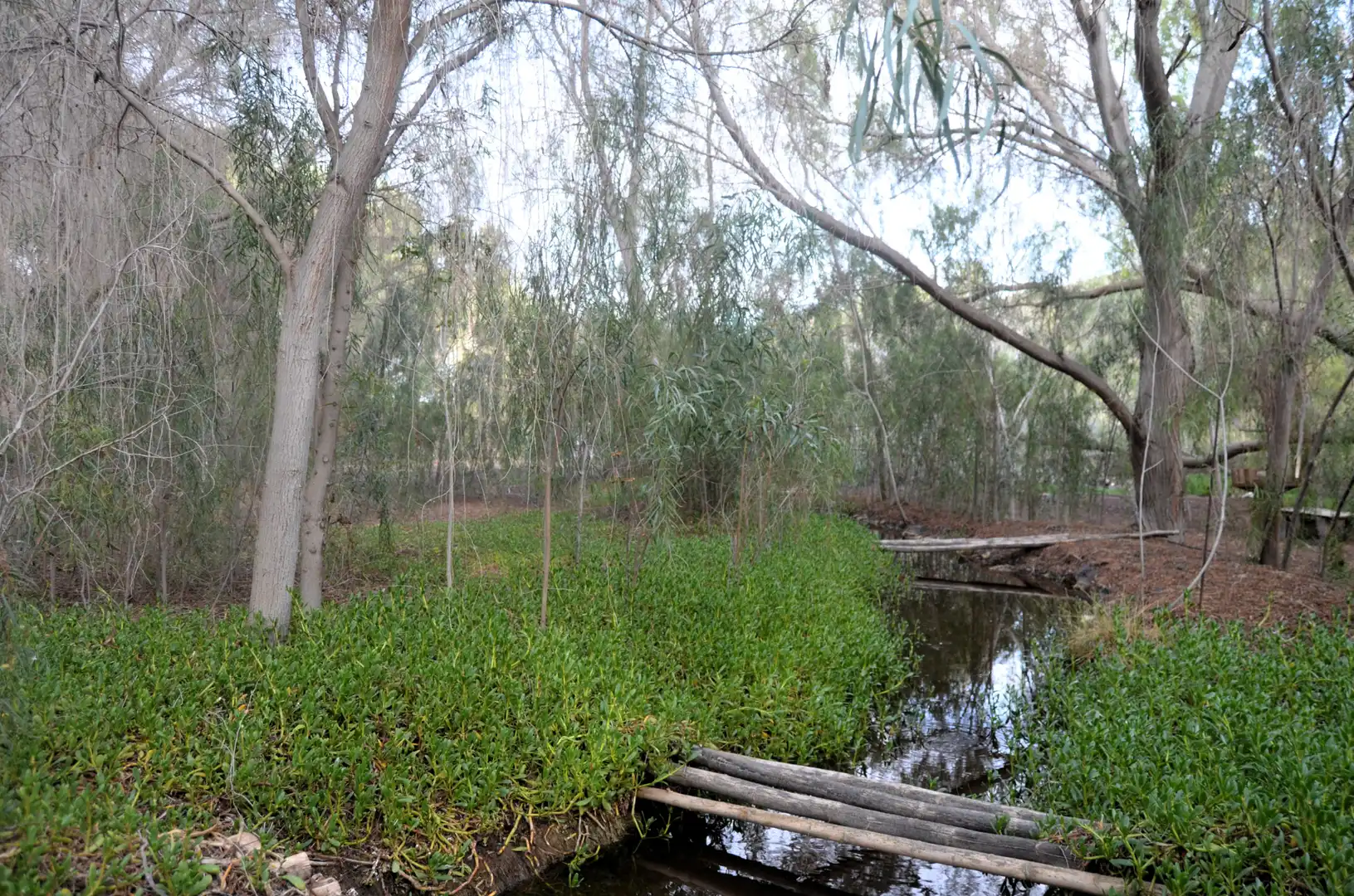Jardí de Casa o xalet en venda en Pájara amb Jardí privat, Terrassa i Piscina