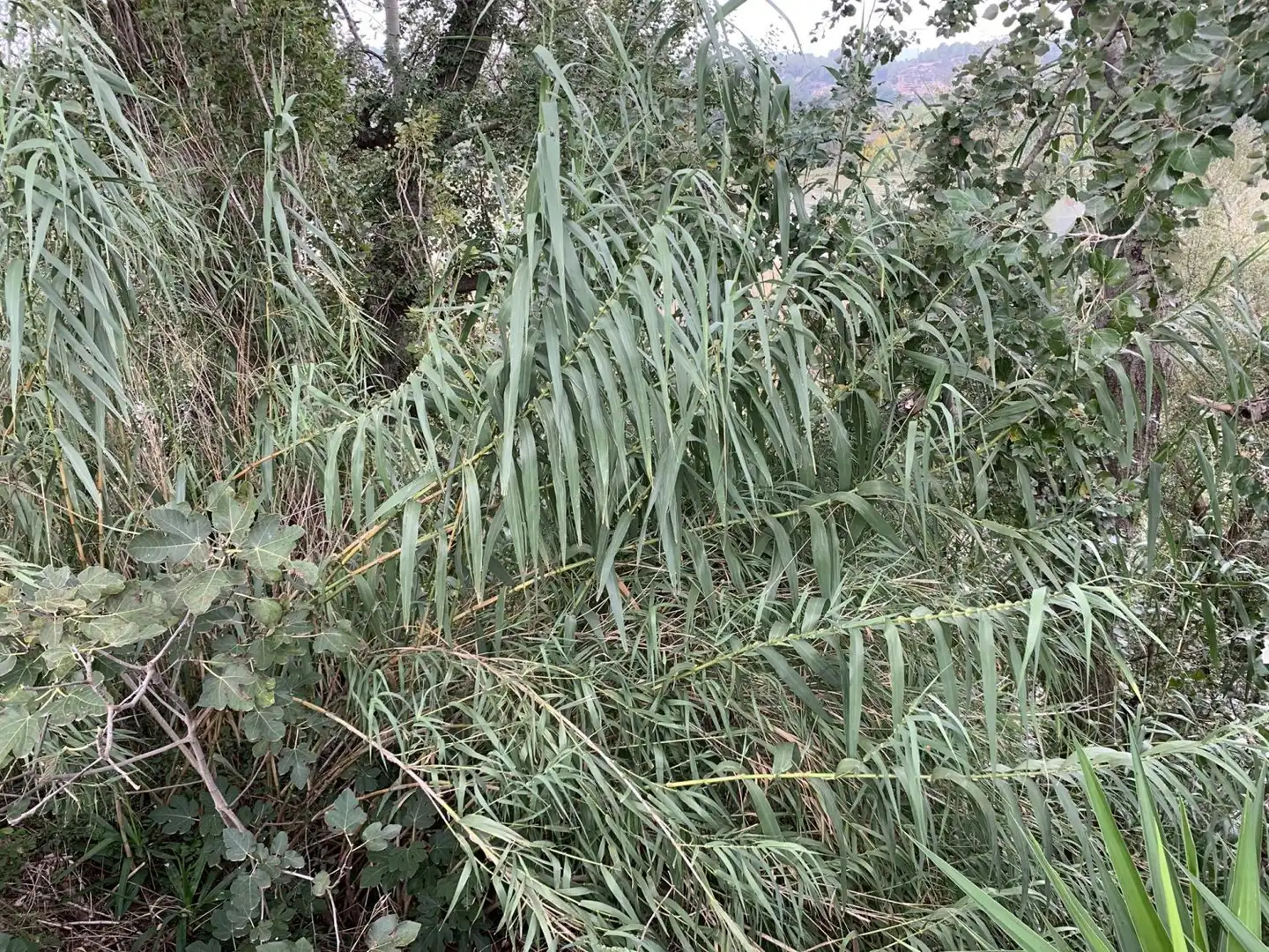 Finca rústica en venda en Tortosa