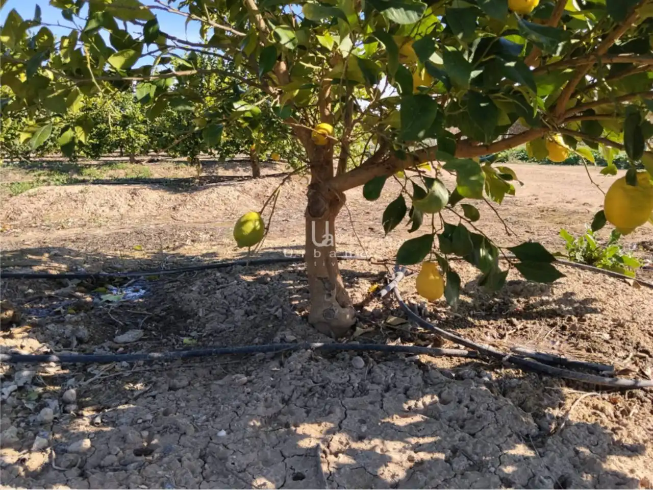 Terreny rústic en venda a Camino Huerta de Abajo, imagen 6