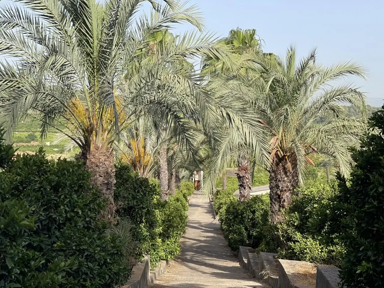 Jardín de Finca rústica en venta en Carcaixent con Jardín privado, Terraza y Trastero