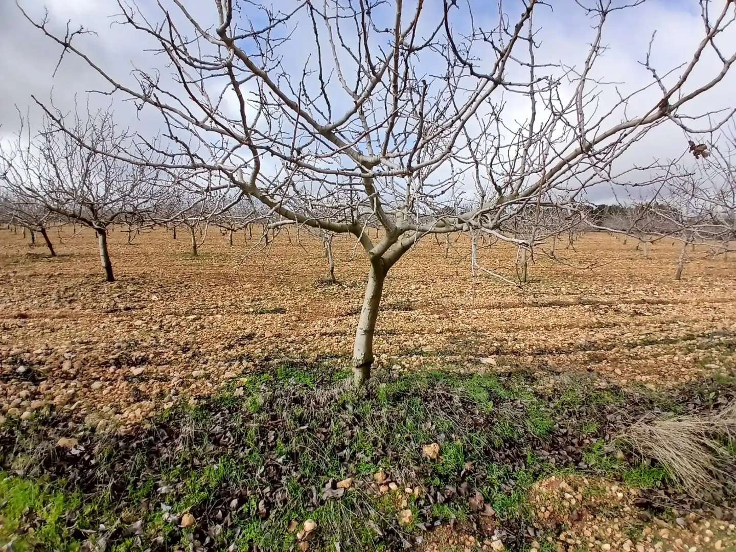 Rural land for sale in Carretera Solana, imagen 4