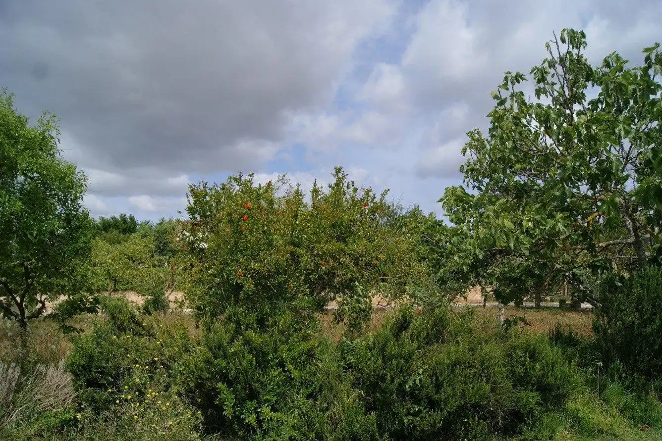 Casa o chalet en venta en  Palma de Mallorca con Aire acondicionado, Calefacción y Terraza