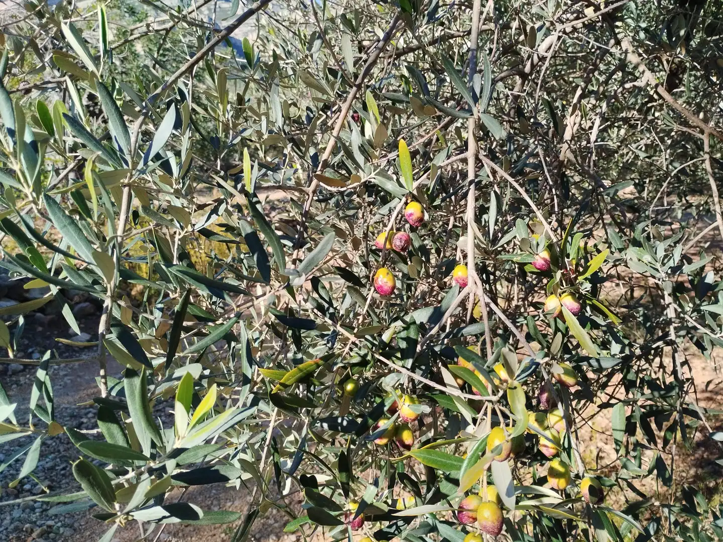 Terreno rustico in vendita a Carrer Camí del Llop 46