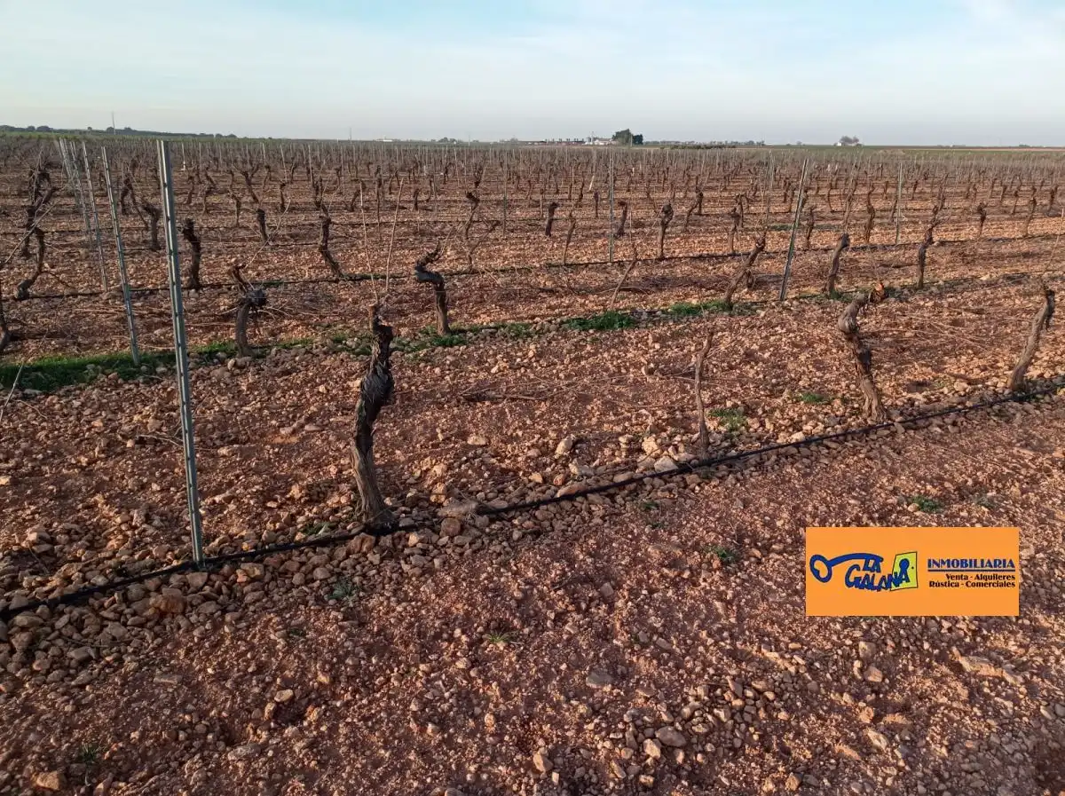 Rural land for sale in Valdepeñas, imagen 13