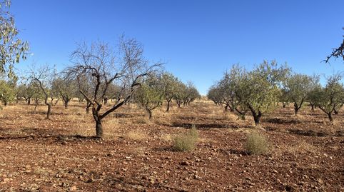Finca de almendros en Padul, imagen 4