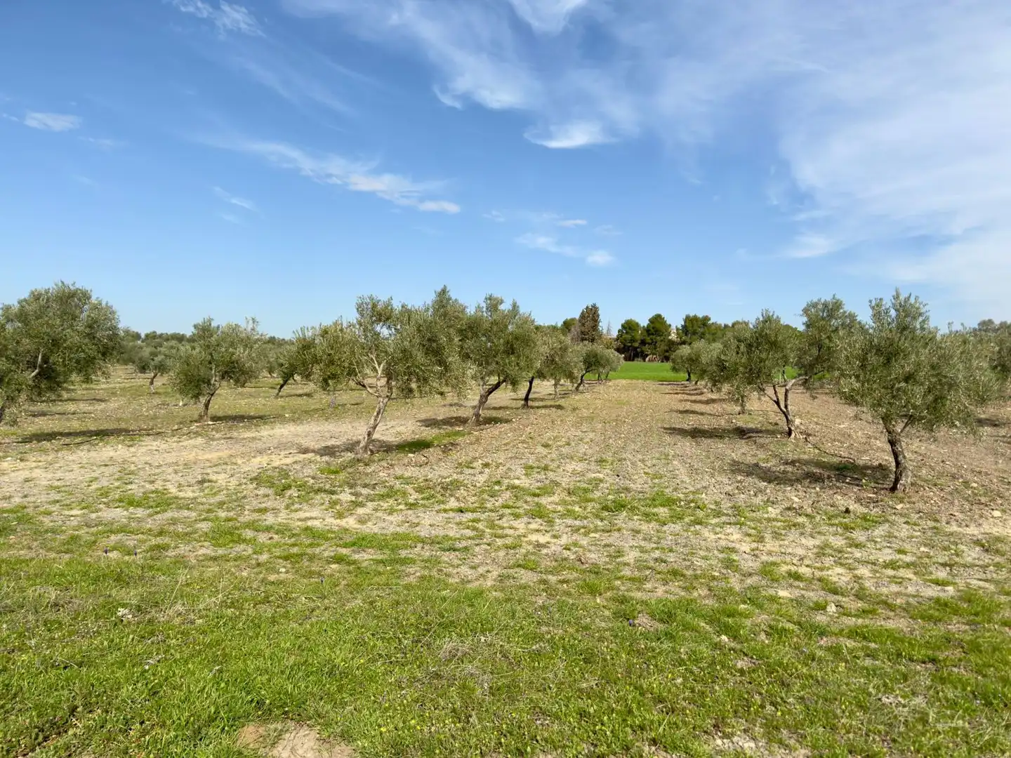 Casa rústica amb terrassa en venda a Torrenueva, imagen 41