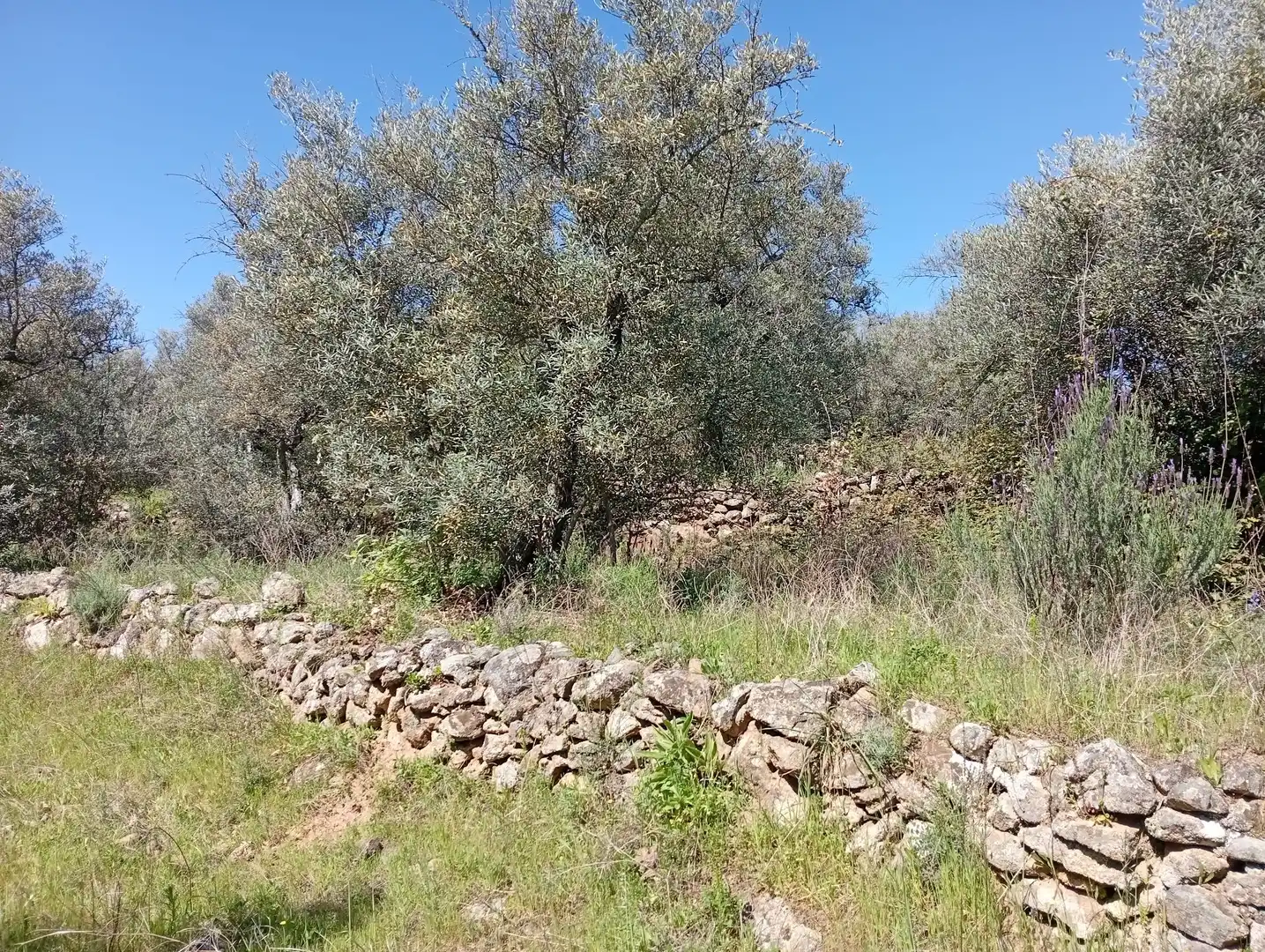 Terreni e lotti in vendita a Valverde de la Vera, imagen 27