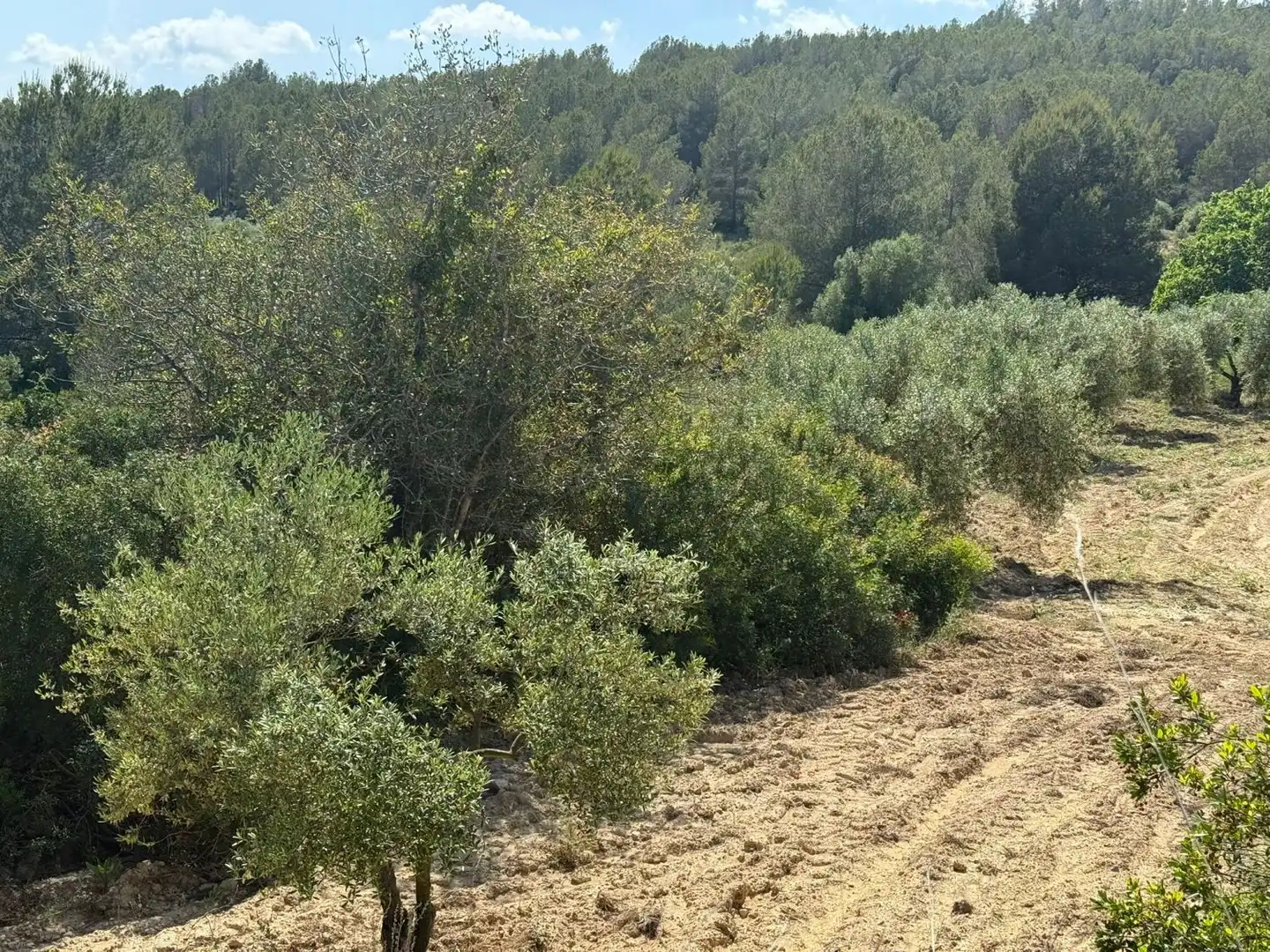 Finca rústica en venda a Vespella de Gaià
