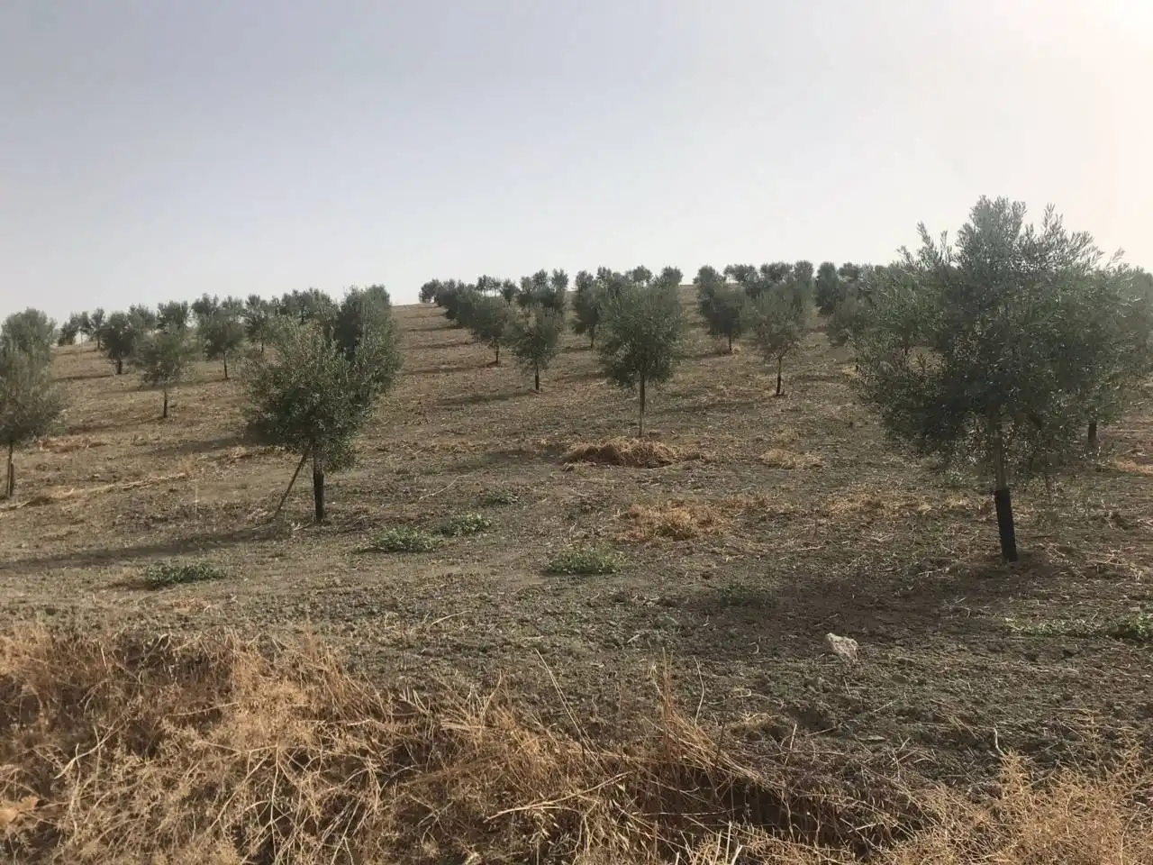 Rural land for sale in Castro del Río, imagen 3