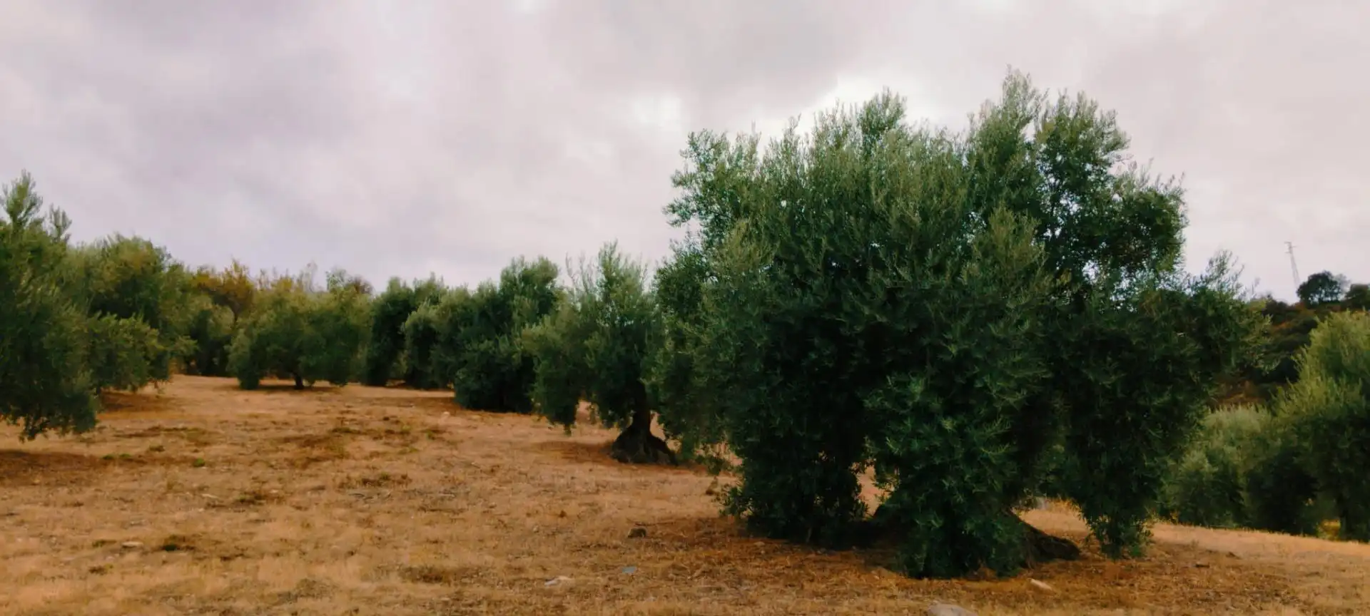Jardí de Apartament en venda en Quéntar