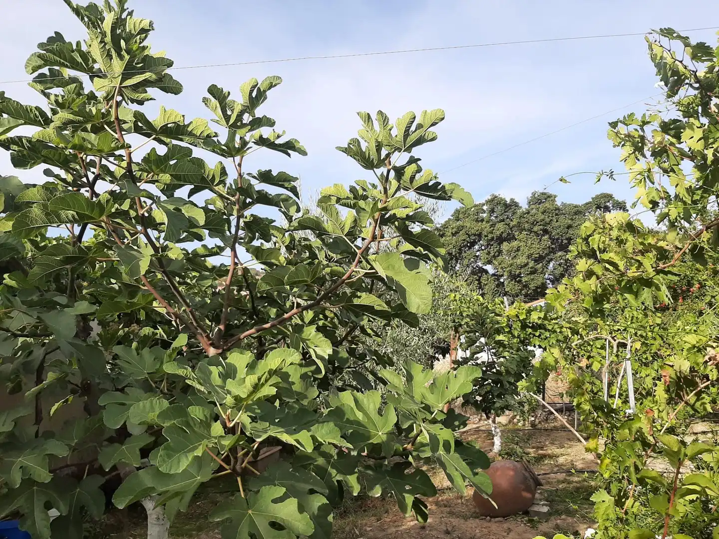 Jardín de Casa o chalet en venta en Torre de Santa María con Terraza