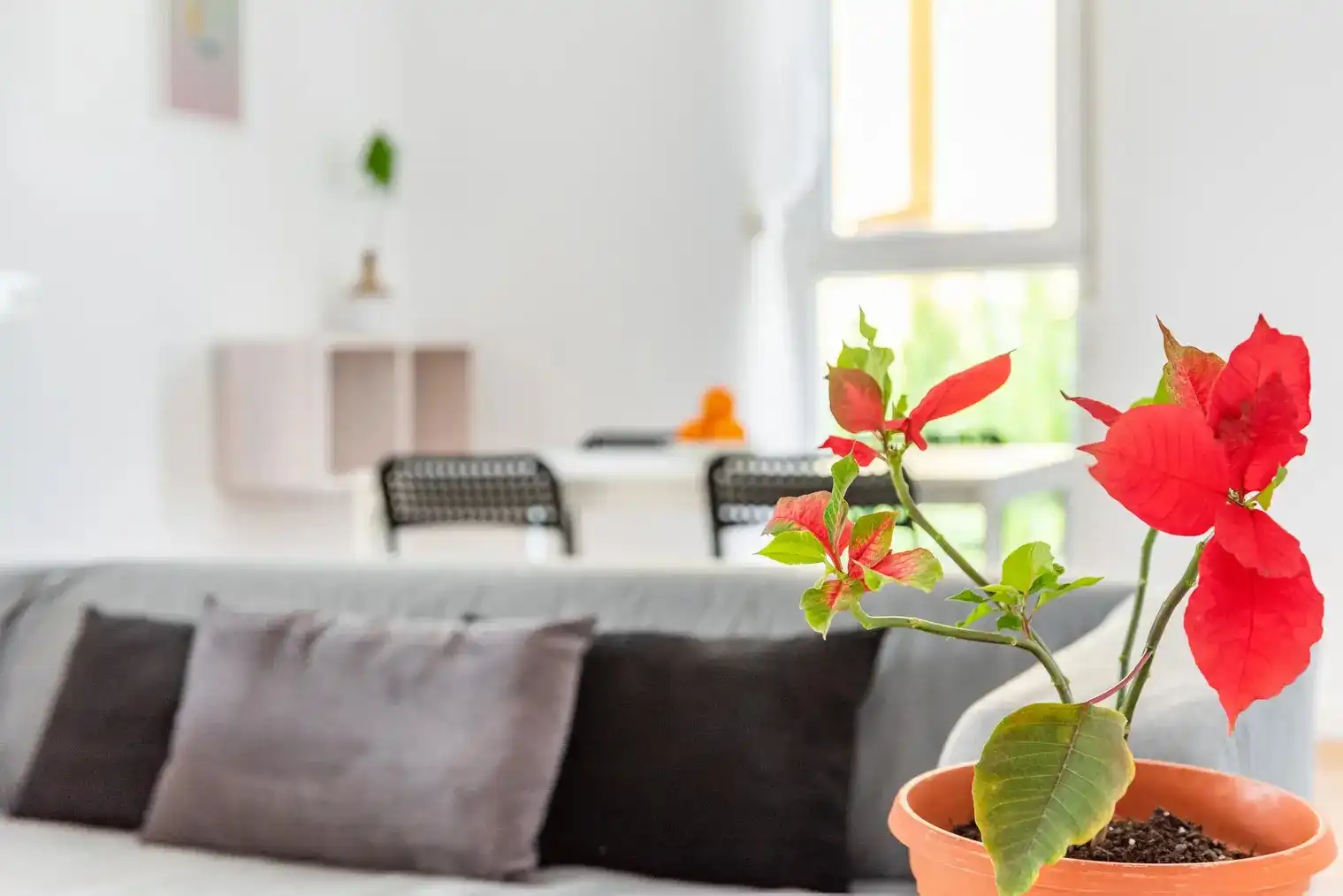 Apartament amb piscina de lloguer a Carrer Gran Khan, imagen 23