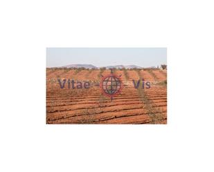 Finca rústica en venda a Travesia Fuensanta 01, -1, La Tova
