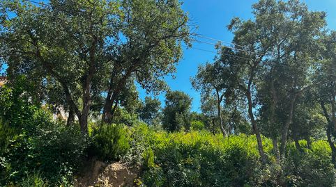 Terreno Lloret, imatge 3