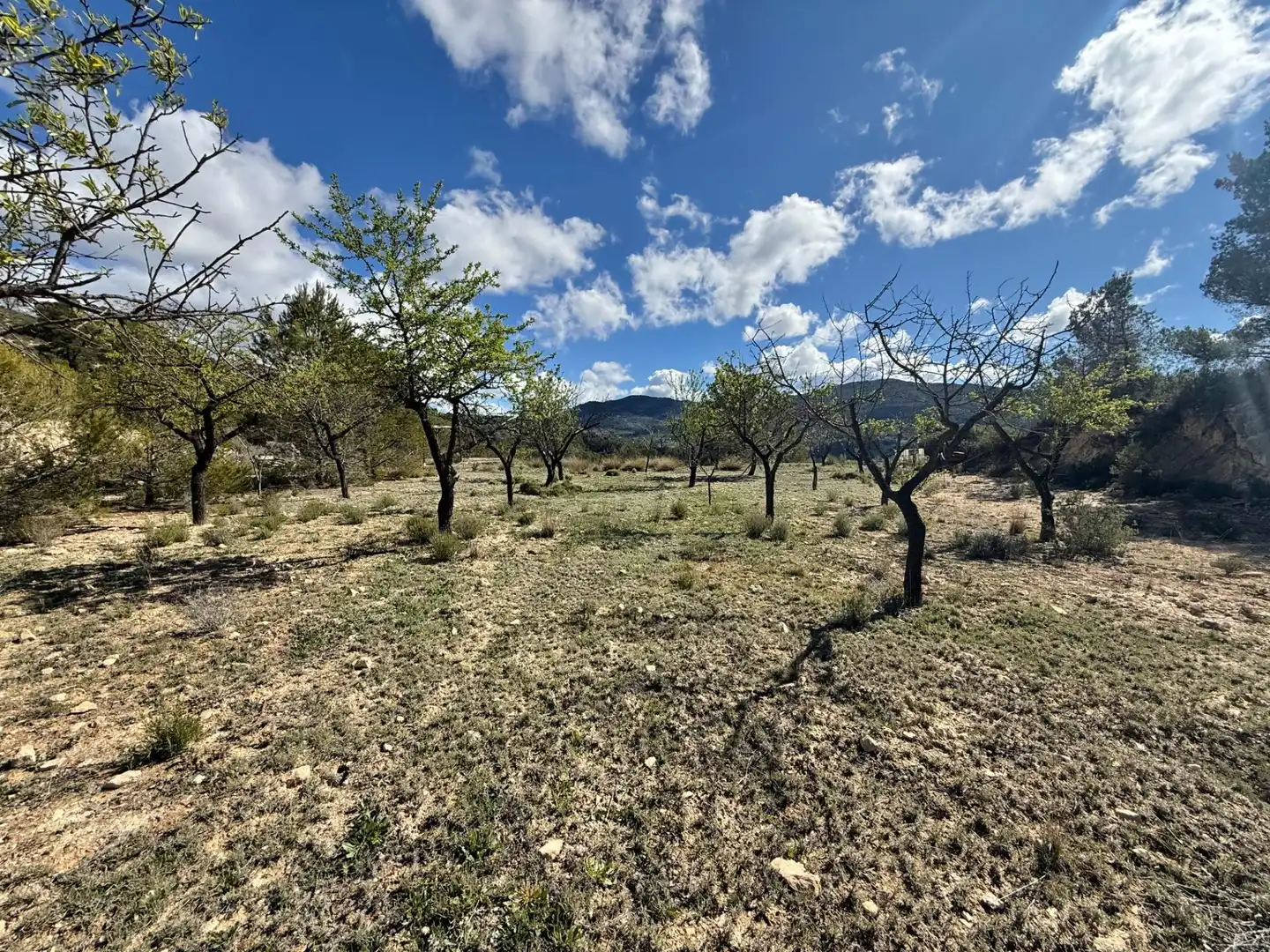 Casa o chalet en venta en Polígono 4 Paraje 139 LENTISCAR, 36, Jijona / Xixona