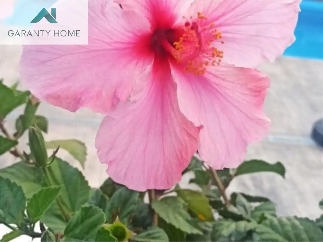 Chalet con terraza en venta en Solymar, imagen 32