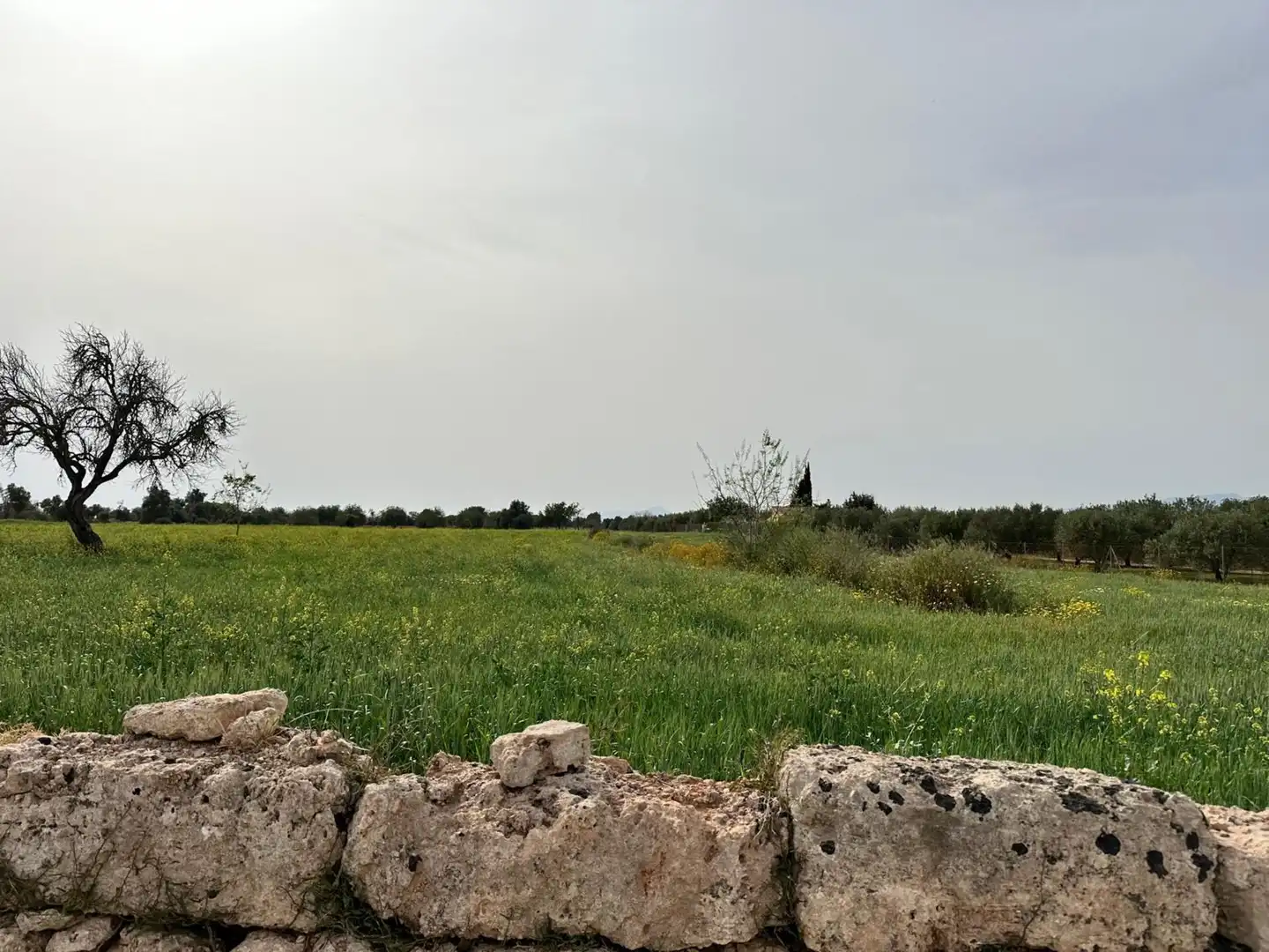 Country homes for sale in Algaida  with Private garden