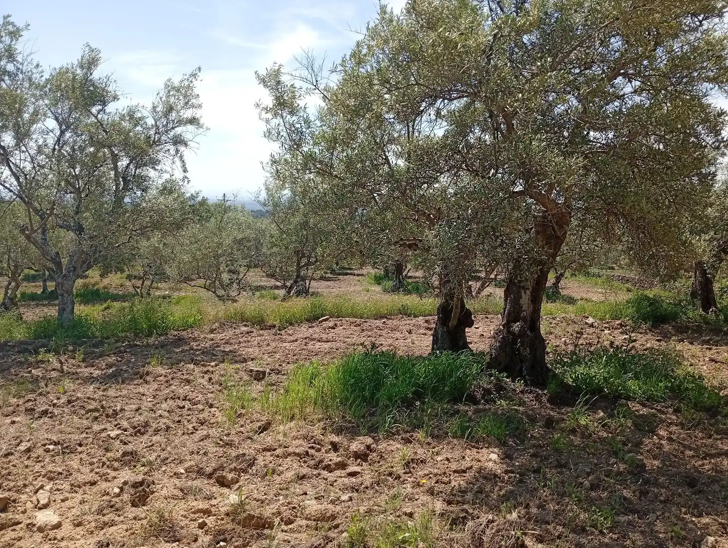 Terreni e lotti in vendita a Villanueva de la Vera, imagen 17