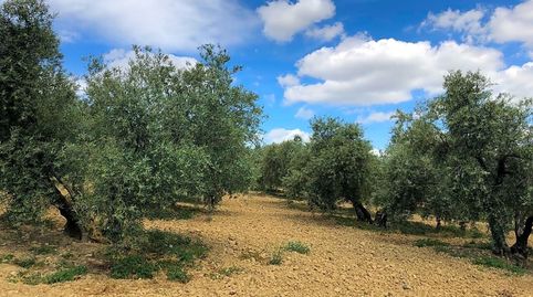 TERRENO EN VENTA HAZA DE ATANARES Y COLLADO ANTEQUERA, imatge 2