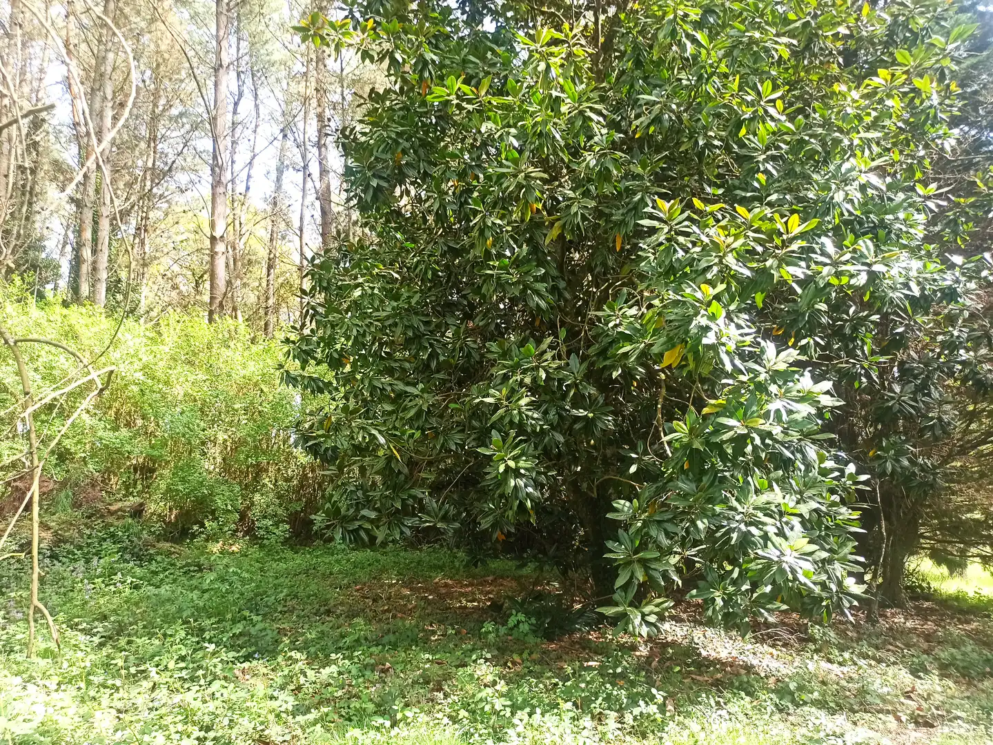 Terreni e lotti in vendita a Parroquias del Este, imagen 6