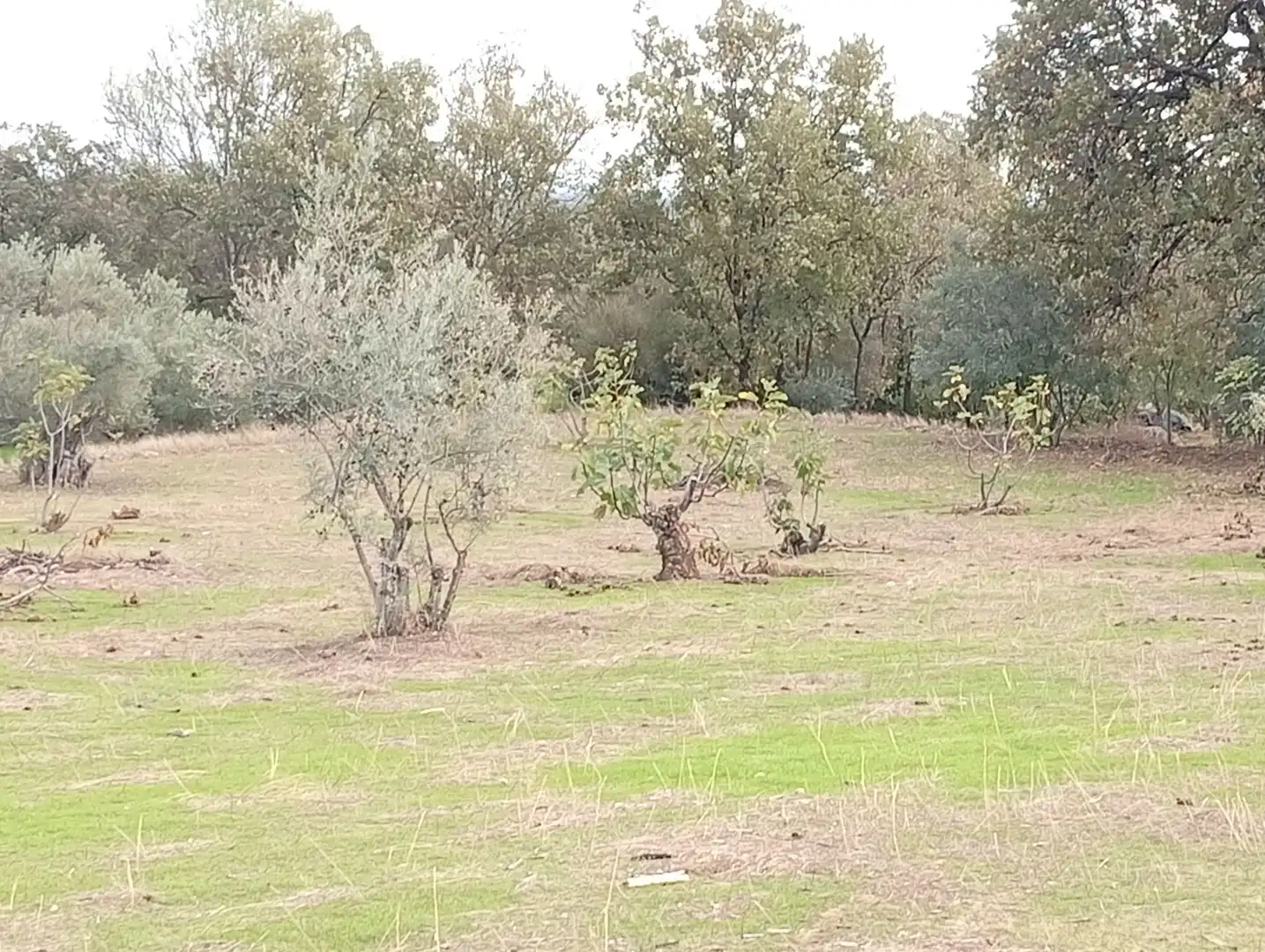 Terreni e lotti in vendita a Villanueva de la Vera, imagen 11