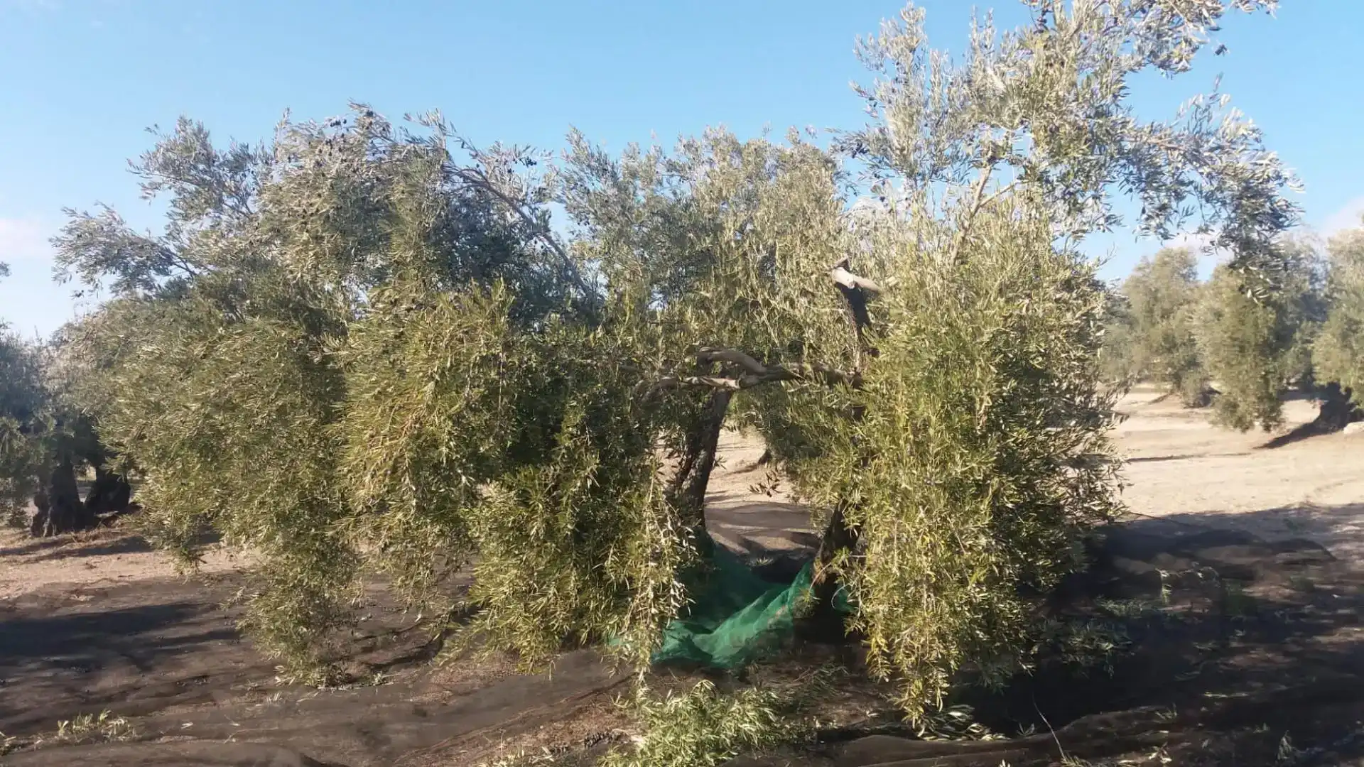 Jardí de Finca rústica en venda en La Iruela