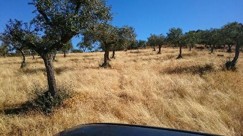 Terreno en venta en SANTA BARBARA  Plasencia Cáceres, imatge 5