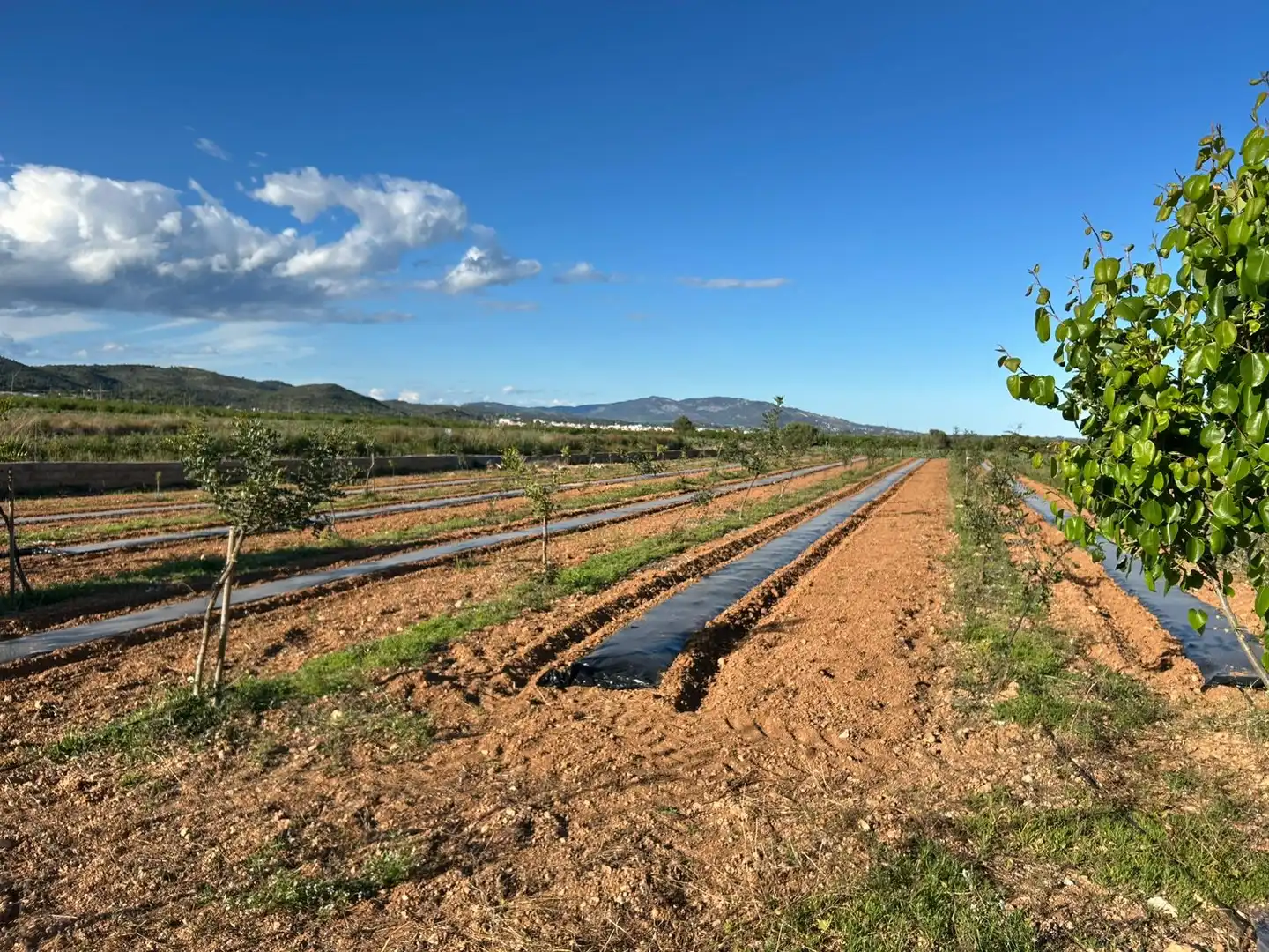 Rural land for sale in Torreblanca, imagen 12