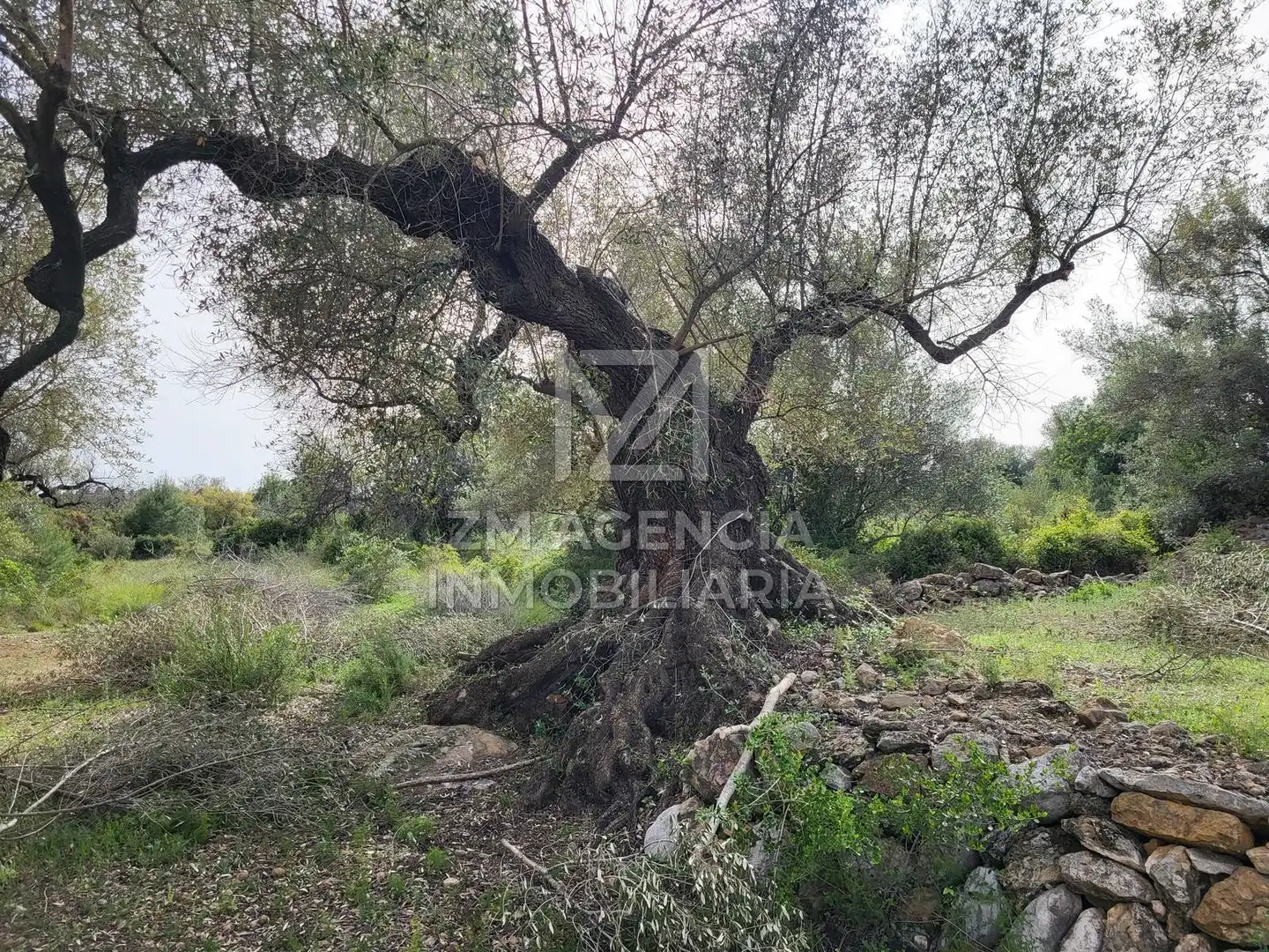 Terreno rustico in vendita a Corral de la Culla, imagen 4