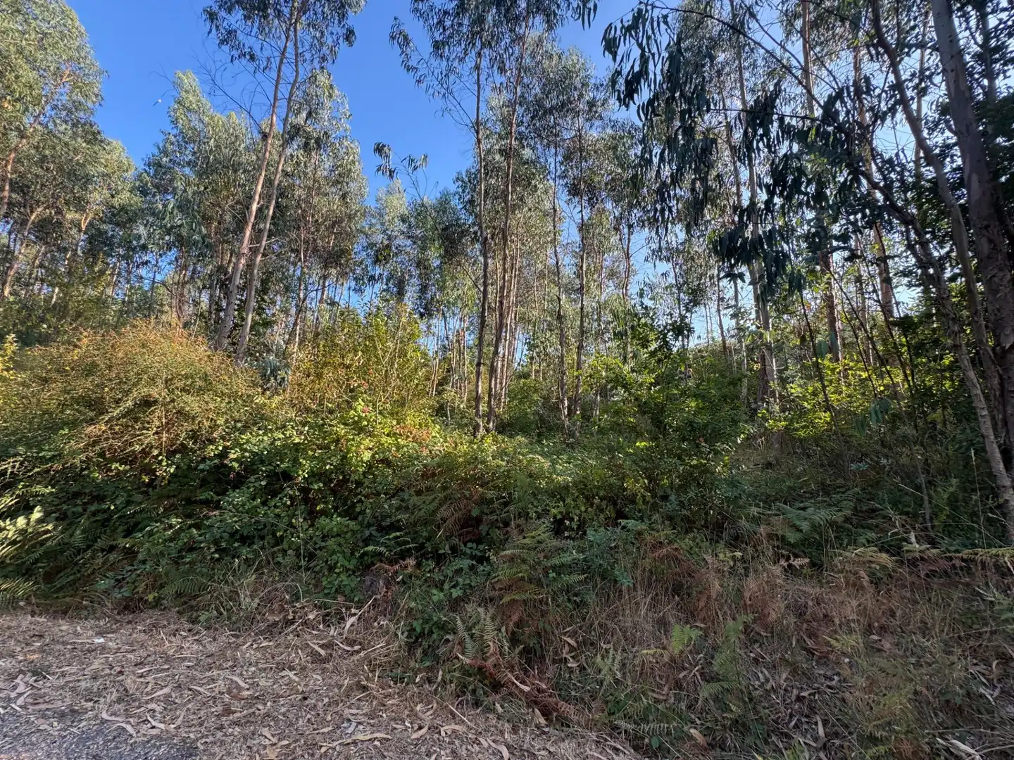 Lands and plots for sale in Lugar EIDO VELLO-BUDIÑO, imagen 5