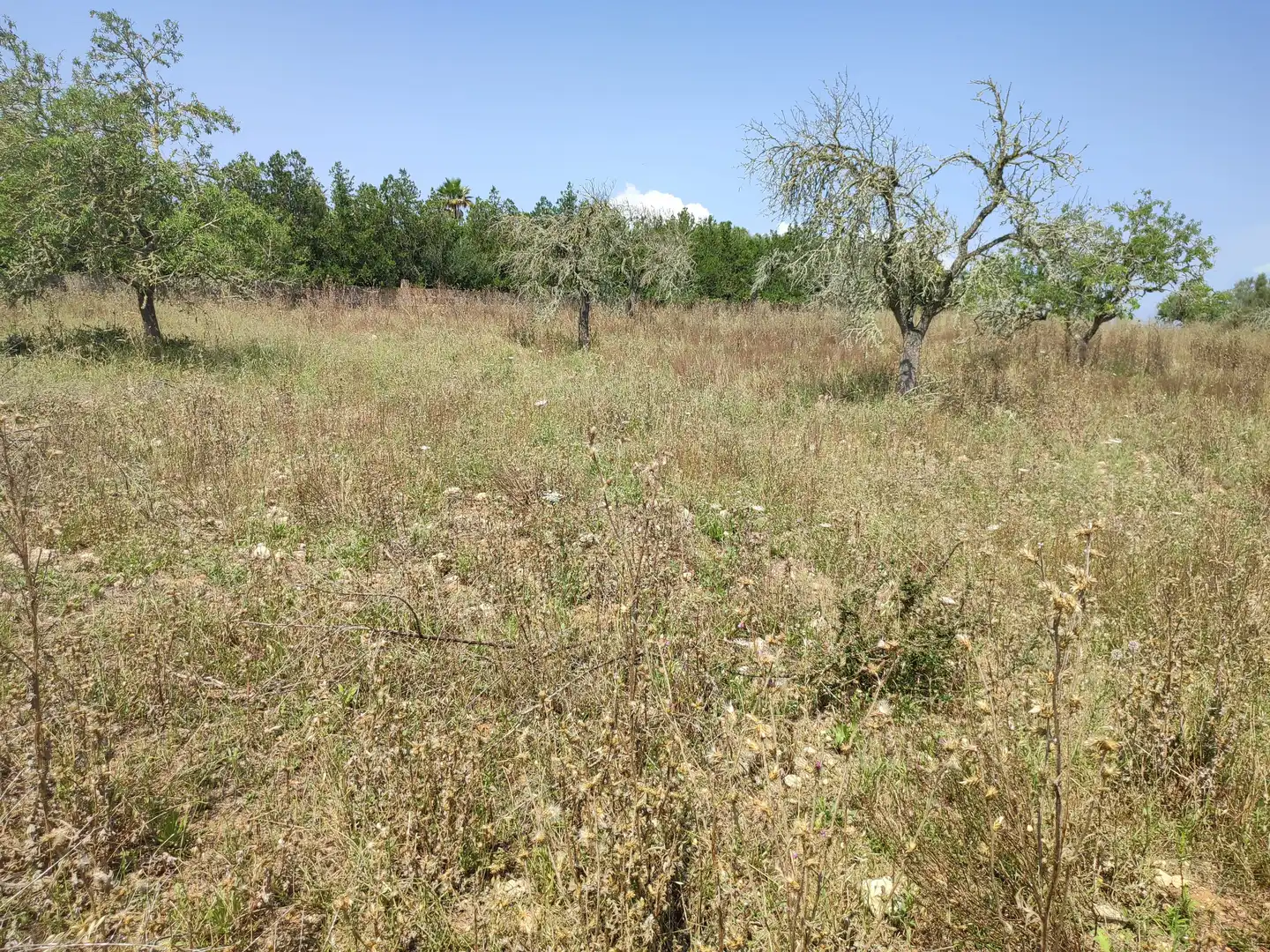 Wohnbaugrundstück zum Verkauf in Ariany, imagen 7