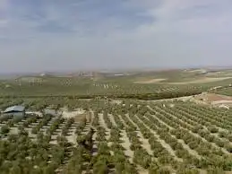 Rural land for sale in La Rambla, imagen 4