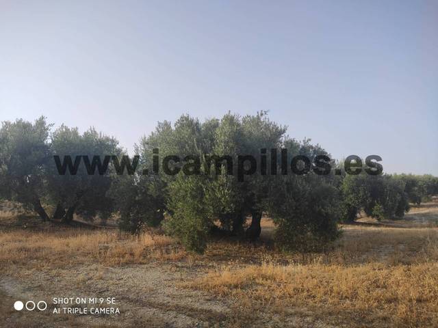 Terreno en Venta en TERMINO DE LUQUE  en Luque