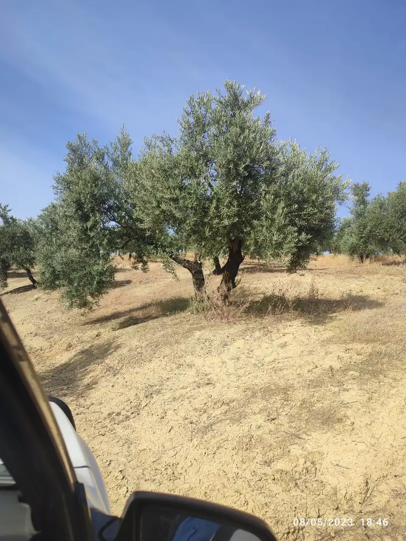Terreni e lotti in vendita a Porcuna, imagen 2