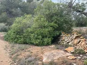 Terreno rustico in vendita a Carrer Major 22, imagen 4