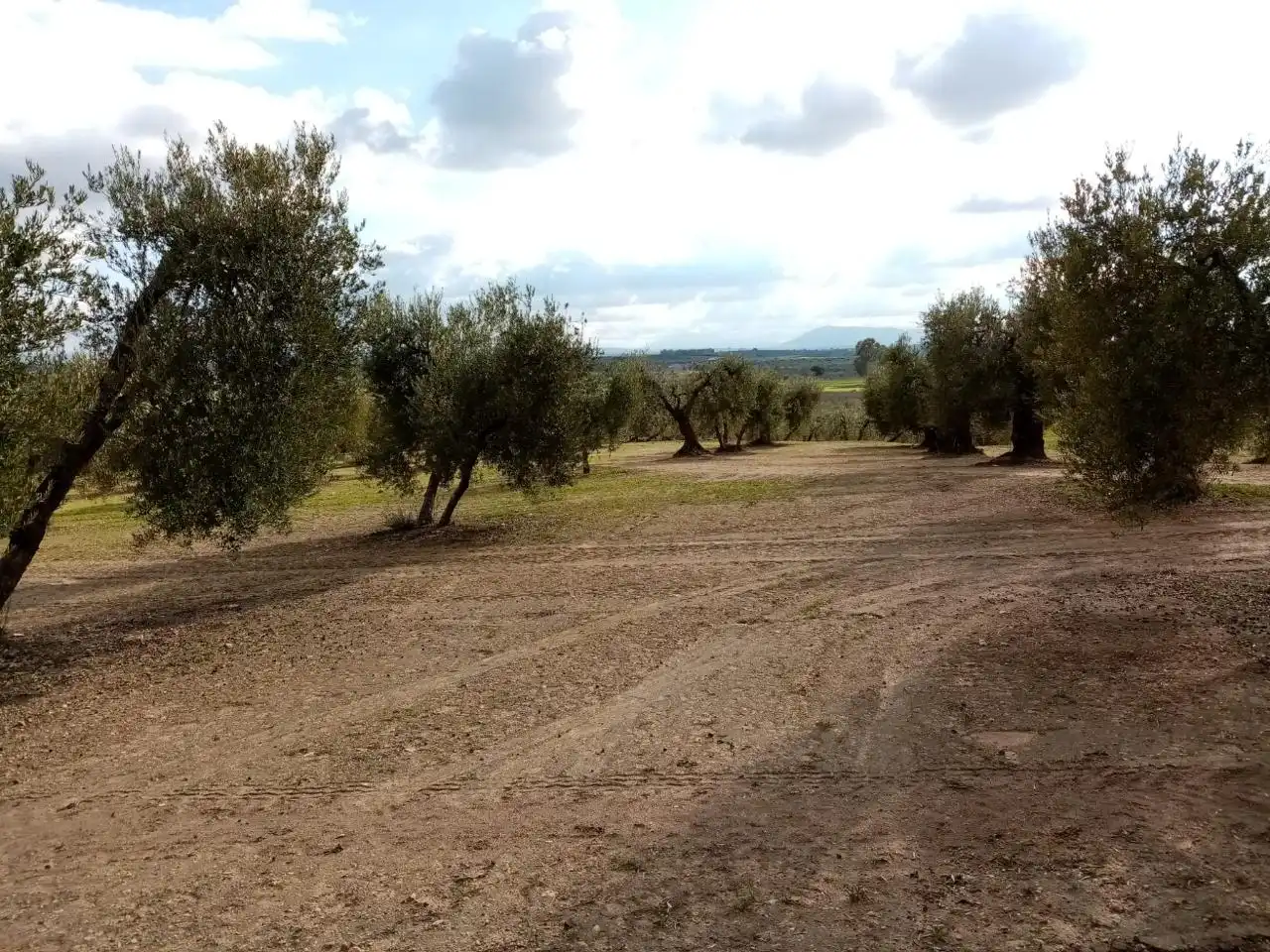 Rural land for sale in Arahal, imagen 6