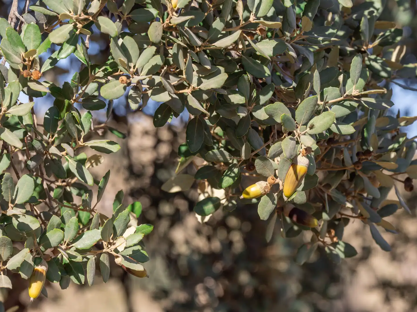 Garten von Grundstücke zum Verkauf in Alhama de Granada