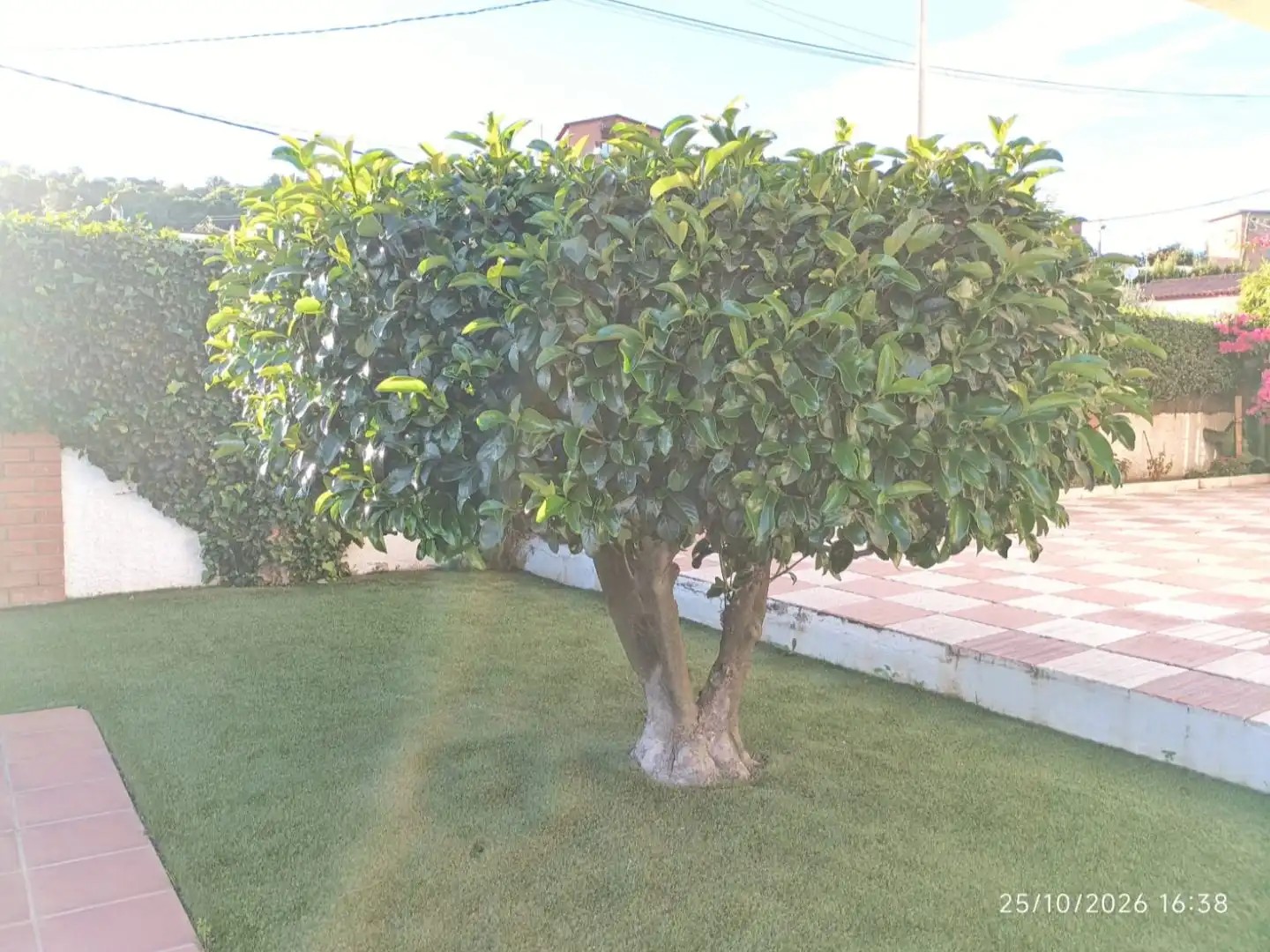 Jardín de Casa o chalet en venta en Piera con Terraza y Piscina