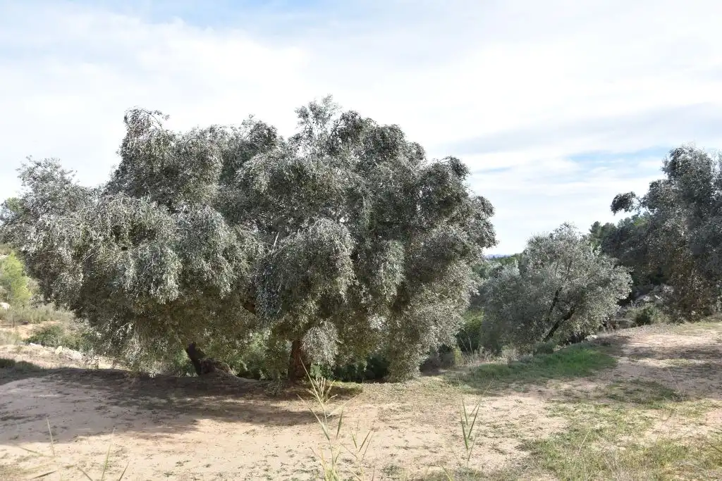 Garten von Grundstücke zum Verkauf in Calaceite