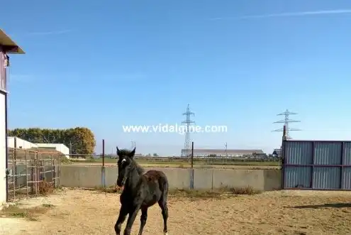 Terreny rústic en venda a Vallfogona de Balaguer, imagen 3