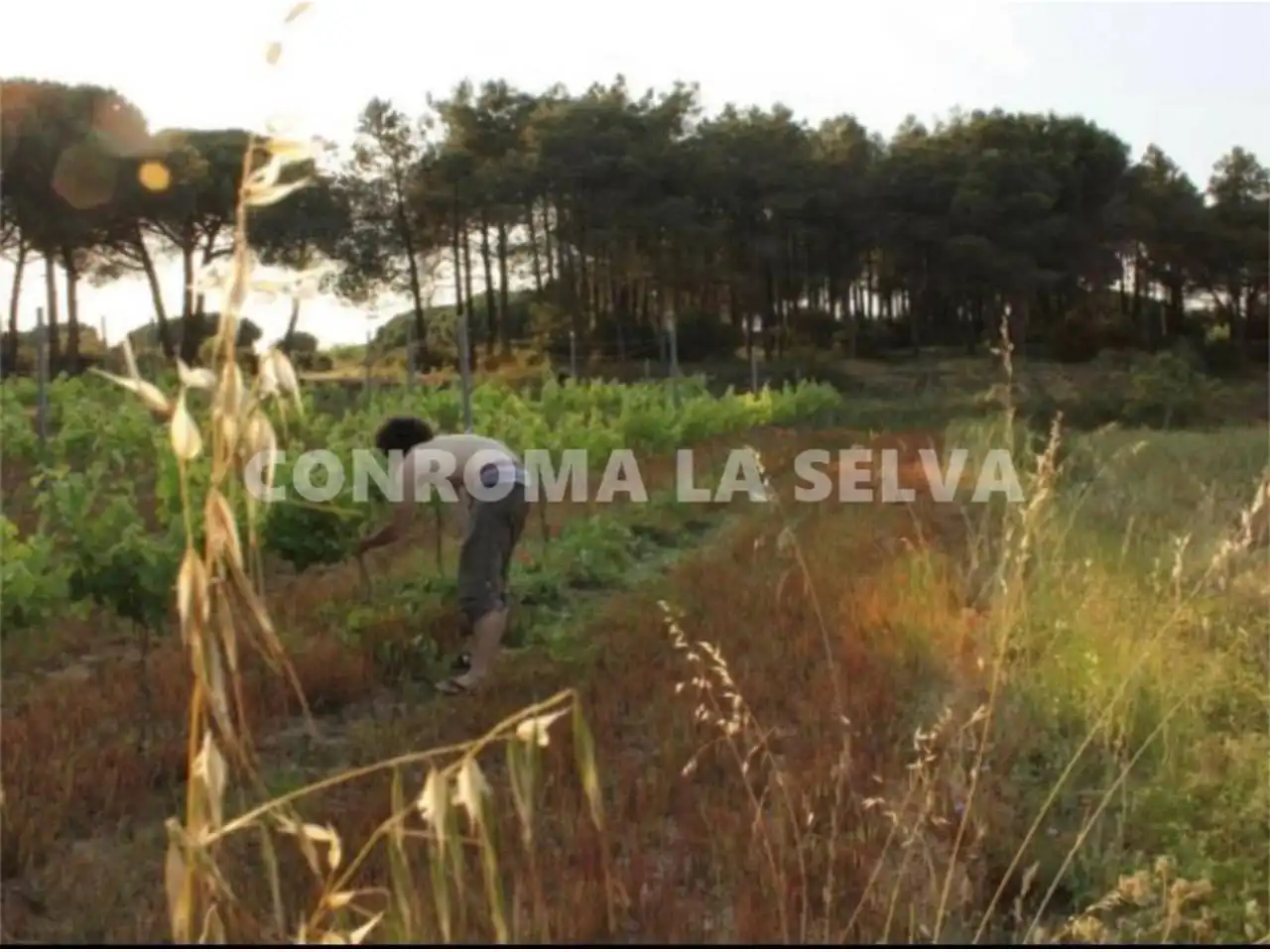 Terreno rustico in vendita a Mas Mora - Sant Daniel, imagen 4