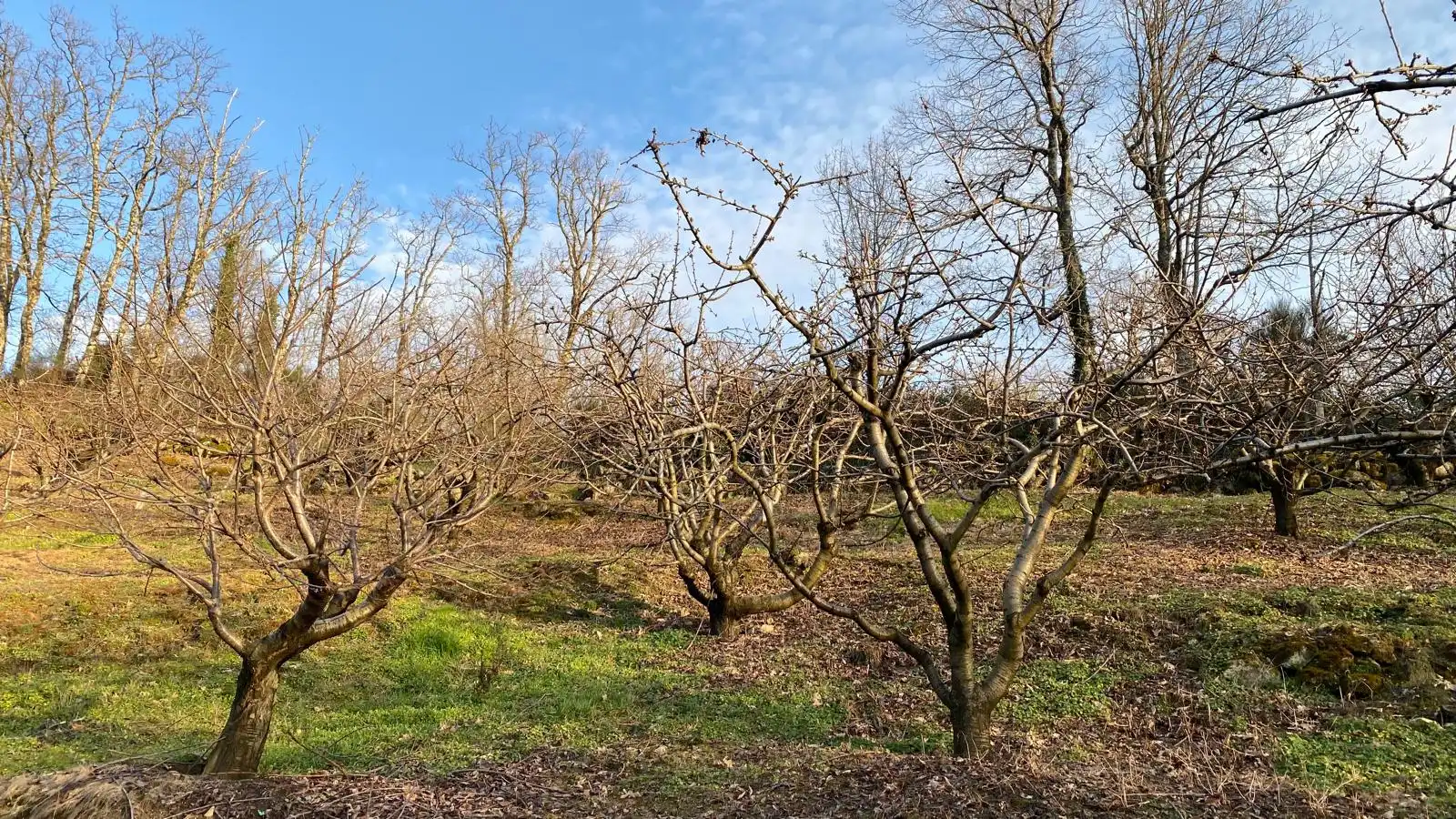 Terreni e lotti in vendita a Hervás, imagen 13