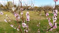 Garten von Grundstücke zum verkauf in  Zaragoza Capital