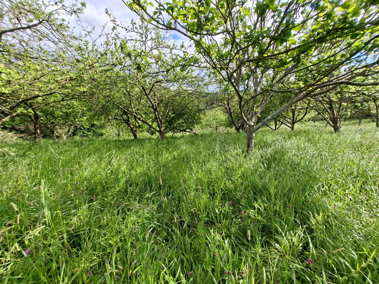 Residential land for sale in Corvera de Asturias, imagen 7
