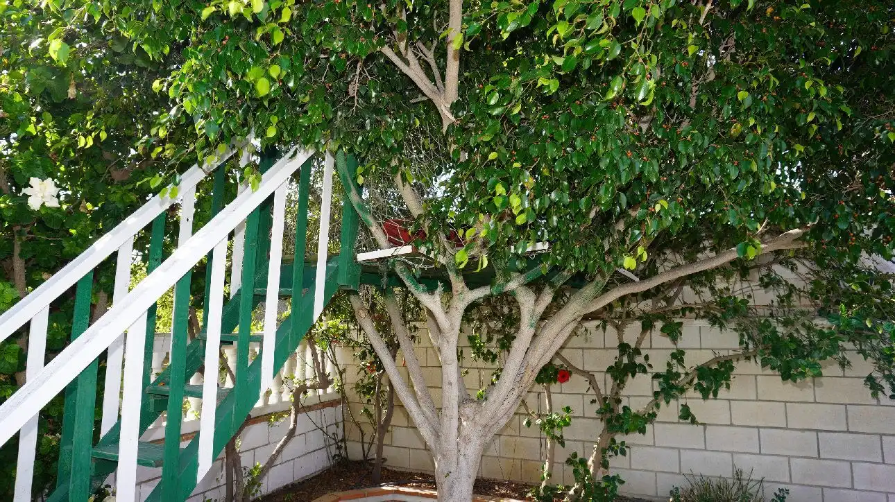 Jardín de Finca rústica en venta en Motril con Terraza, Piscina y Amueblado