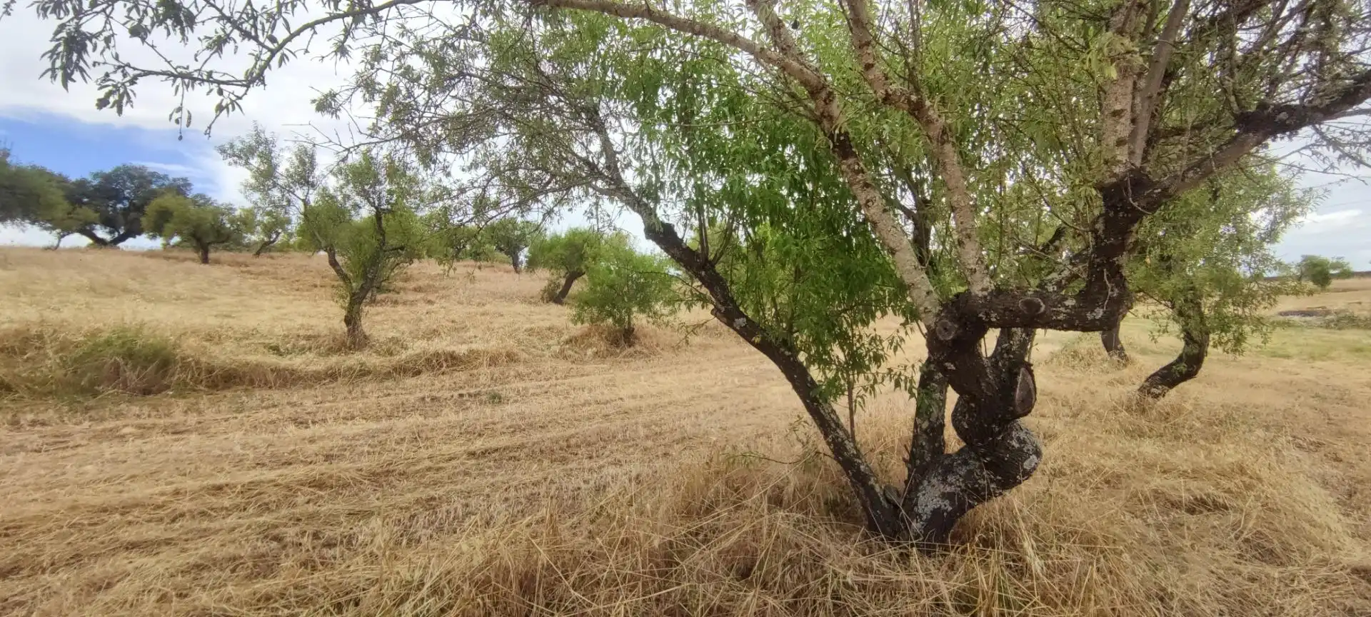 Terreni e lotti in vendita a Garrovillas de Alconétar, imagen 15
