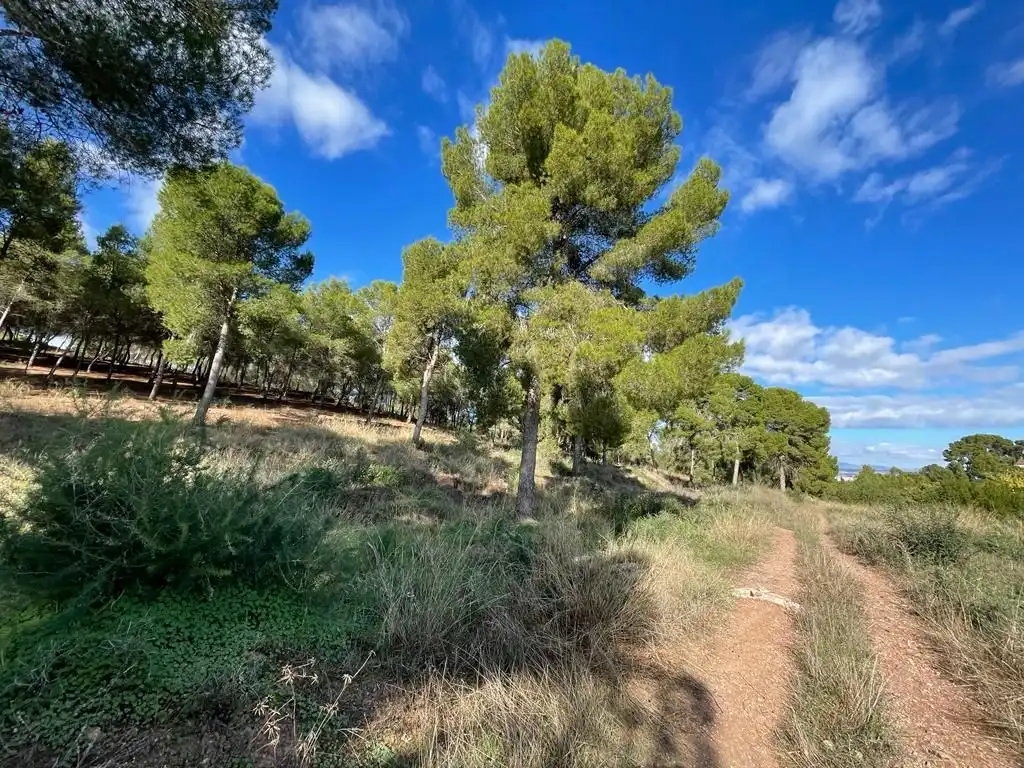 Terreny residencial en venda a Calle del Pino, imagen 4