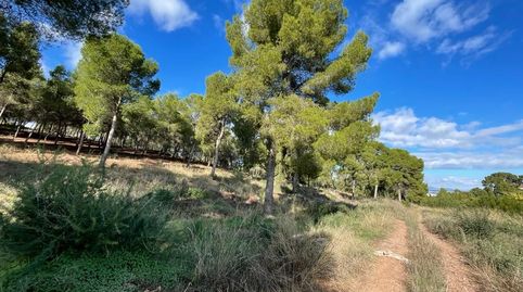 La Alberca, zona Verdolay, Cl.Pino parcela exclusiva de 14.000 m2 junto parque Regional El Valle, imatge 4