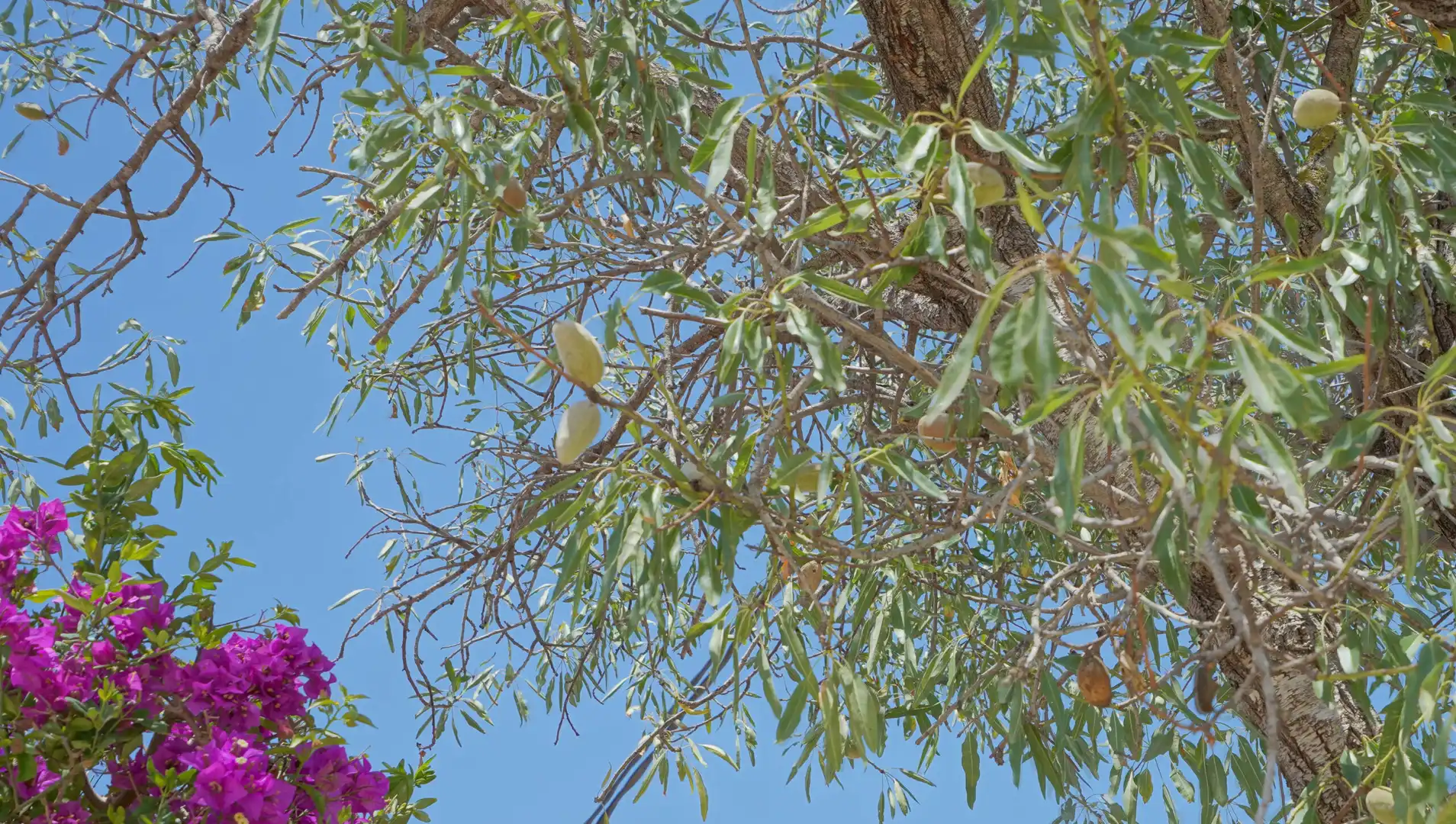 Jardín de Casa o chalet en venta en Jávea / Xàbia con Terraza y Piscina