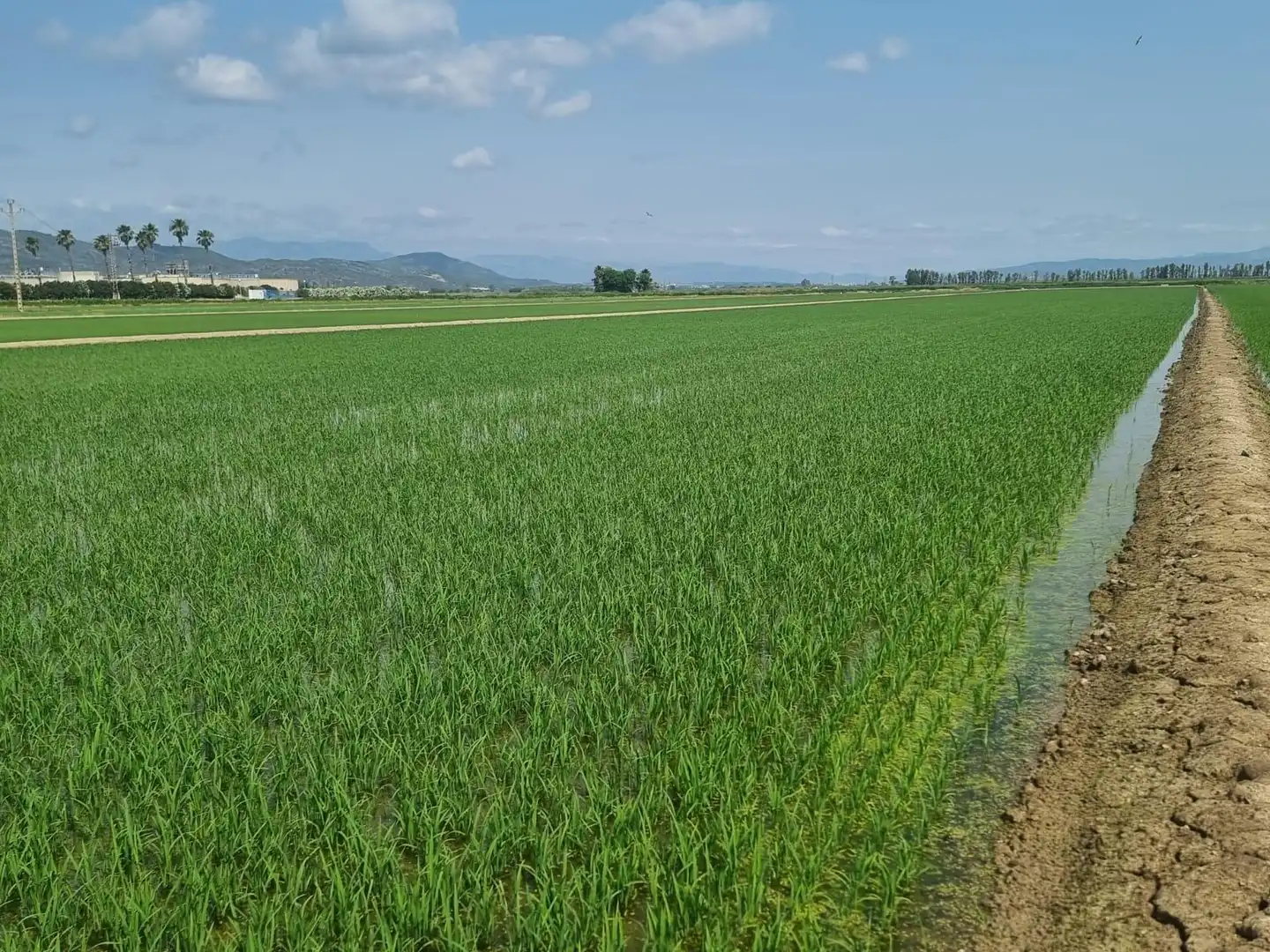Land for sale in La Ràpita